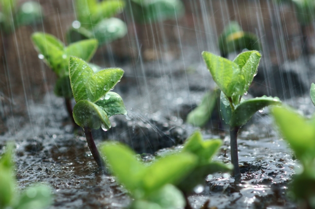 初心者も上級者も、家庭菜園の潅水に最適な設備とは – SenSprout(センスプラウト)