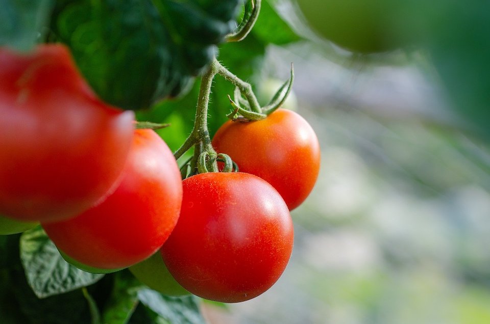 トマト いちごの潅水方法を生育ステージ別に解説 Sensprout センスプラウト