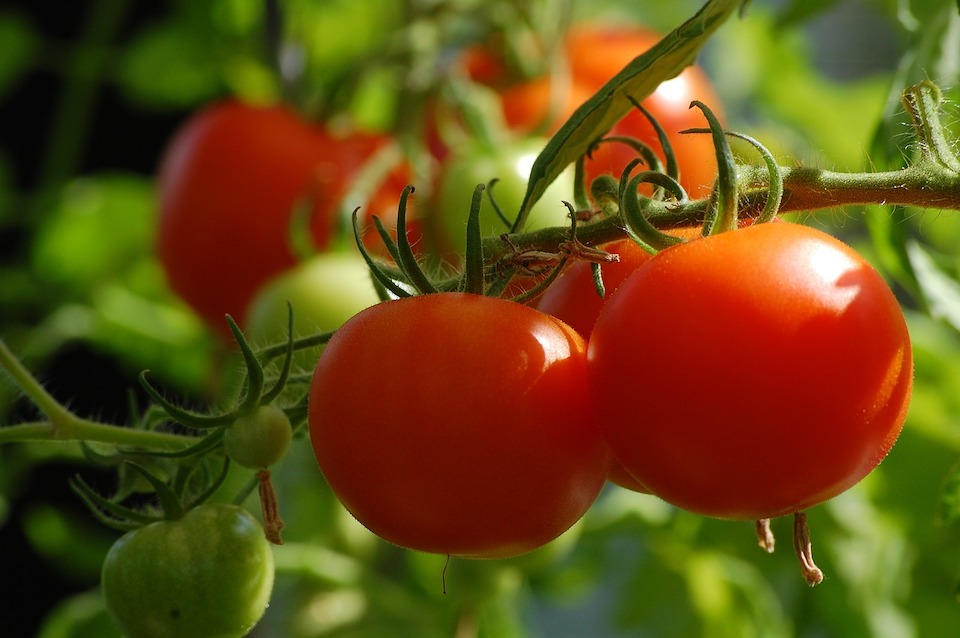 トマト栽培で自動潅水するメリットを解説 Sensprout センスプラウト