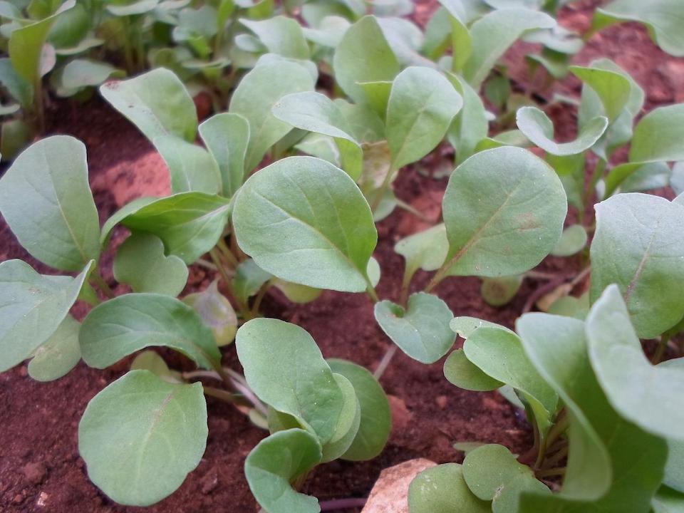 ルッコラ栽培における潅水作業のコツと注意点 Sensprout センスプラウト